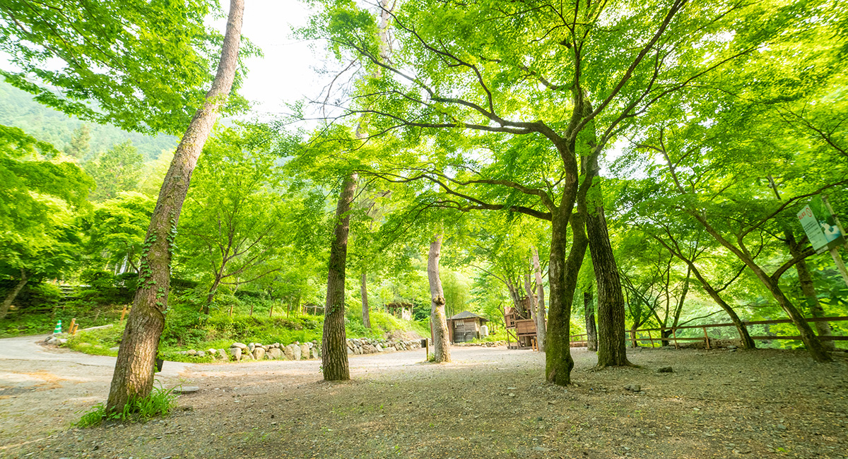 川のオートサイト 1サイト6名まで ほうれん坊の森キャンプ場 小菅村 東部森林公園